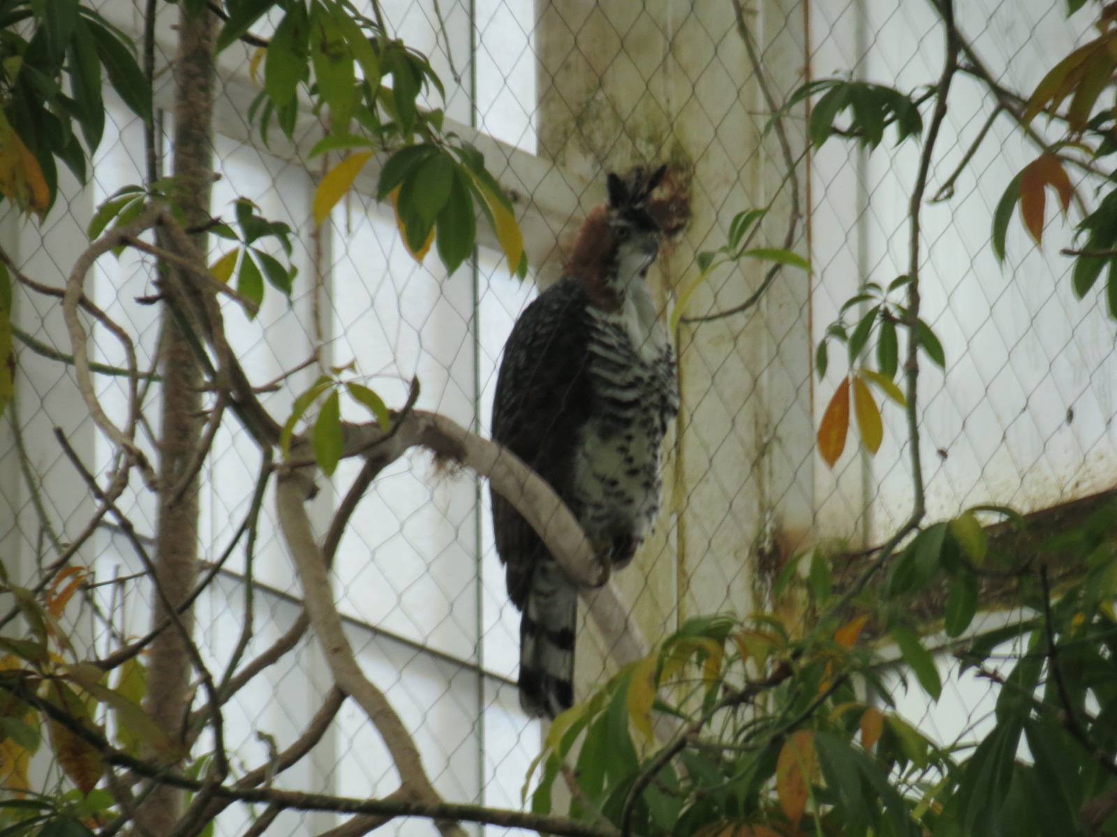 Mundo Maya - Ornate Hawk Eagle