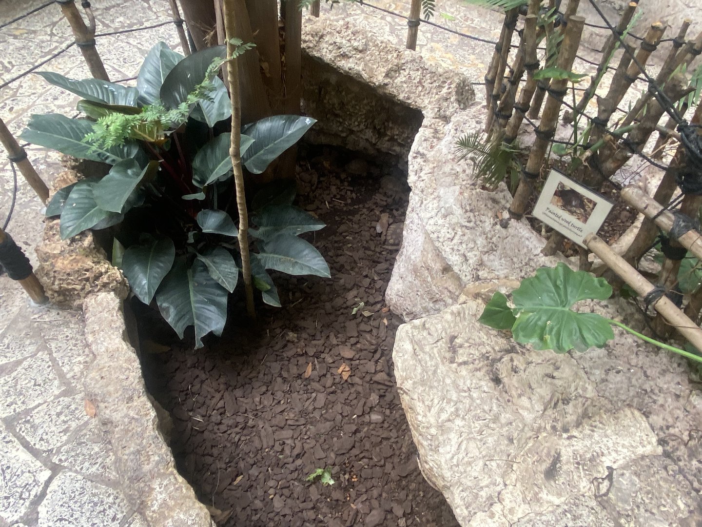 Mundo Maya - Painted Wood Turtle Exhibit