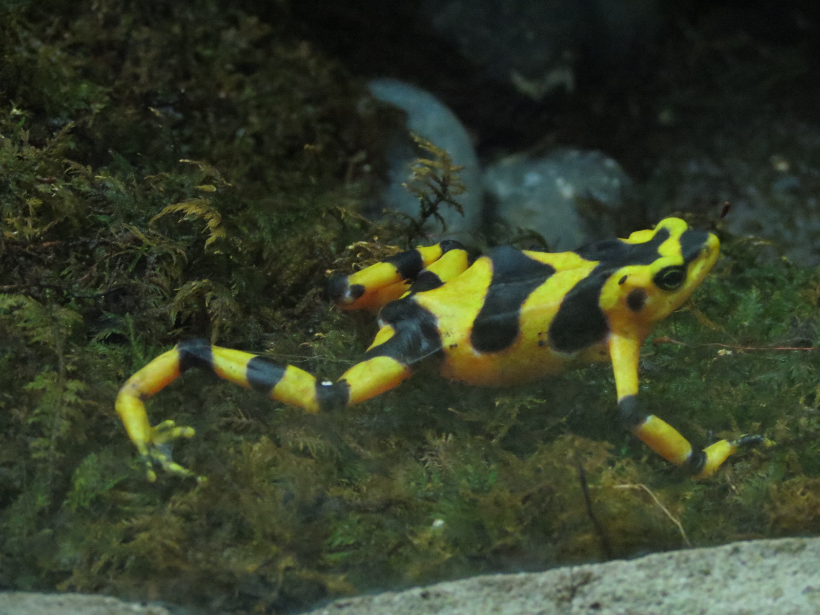 Mundo Maya - Panamanian Golden Frog Exhibit