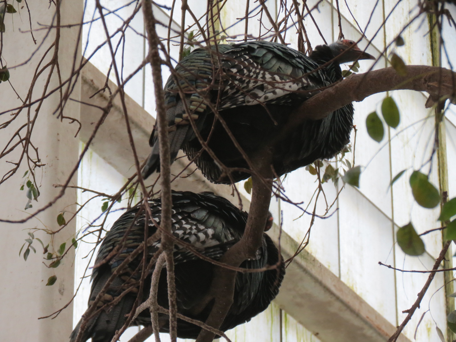 Mundo Maya - Selva Maya Exhibit - Ocellated Turkey