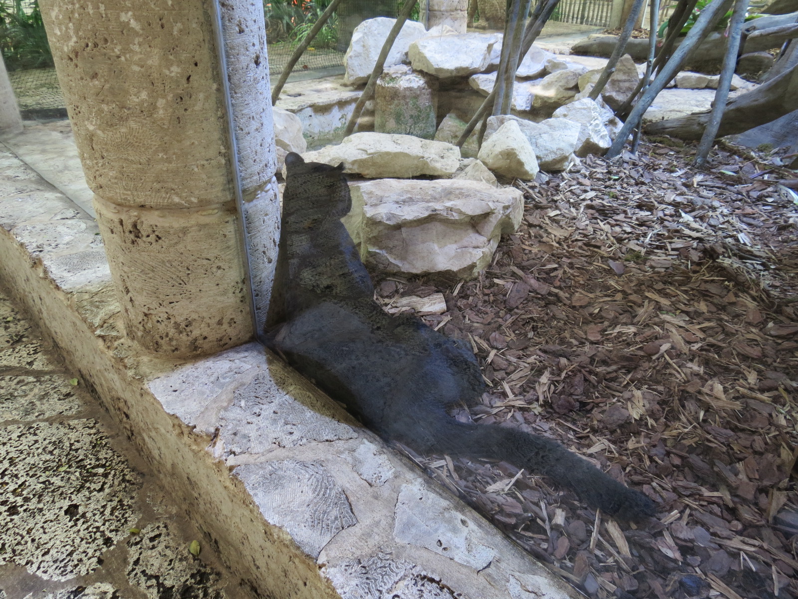 Mundo Maya - Temple of the Jaguar - Jaguar