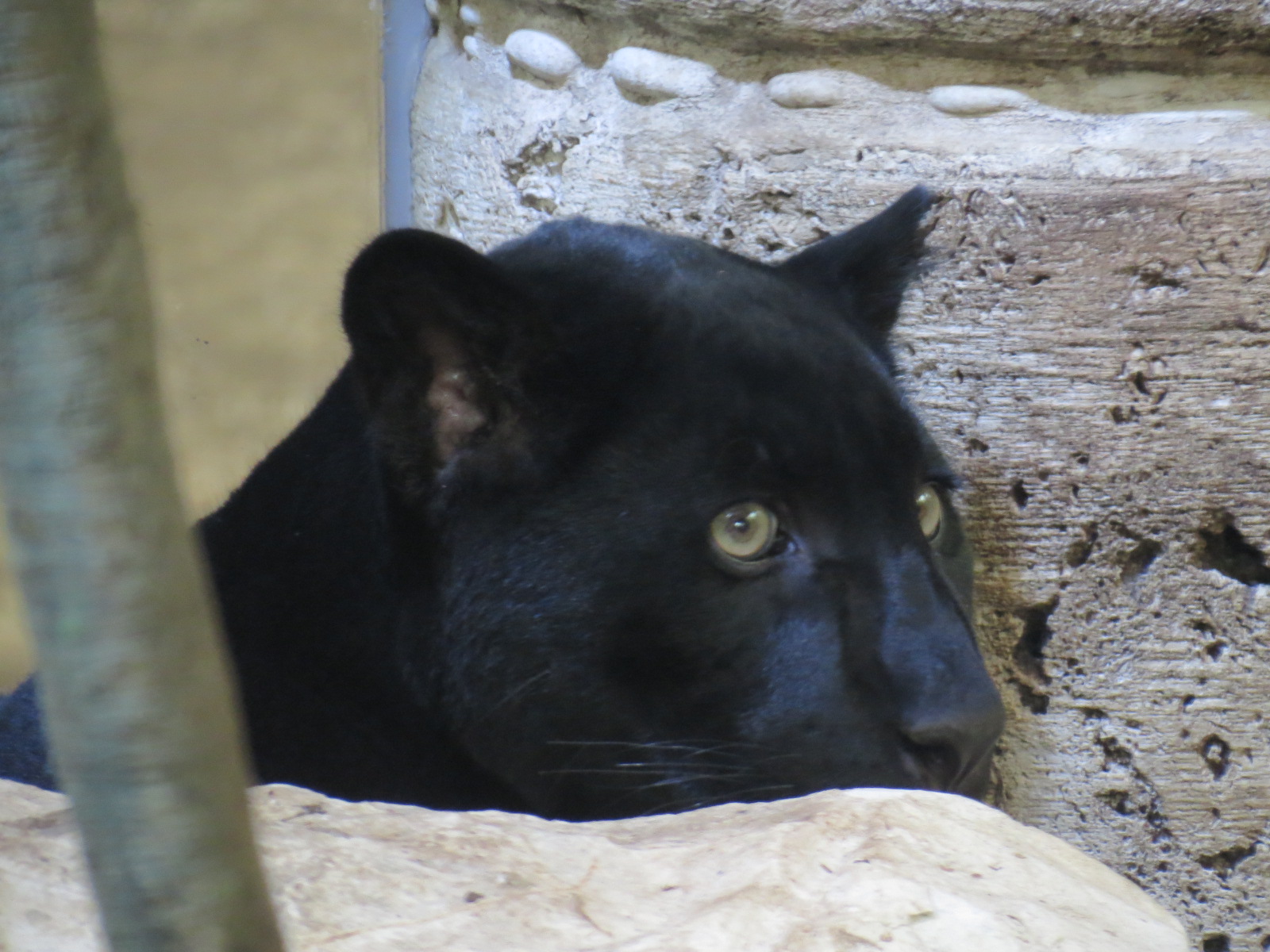 Mundo Maya - Temple of the Jaguar - Jaguar