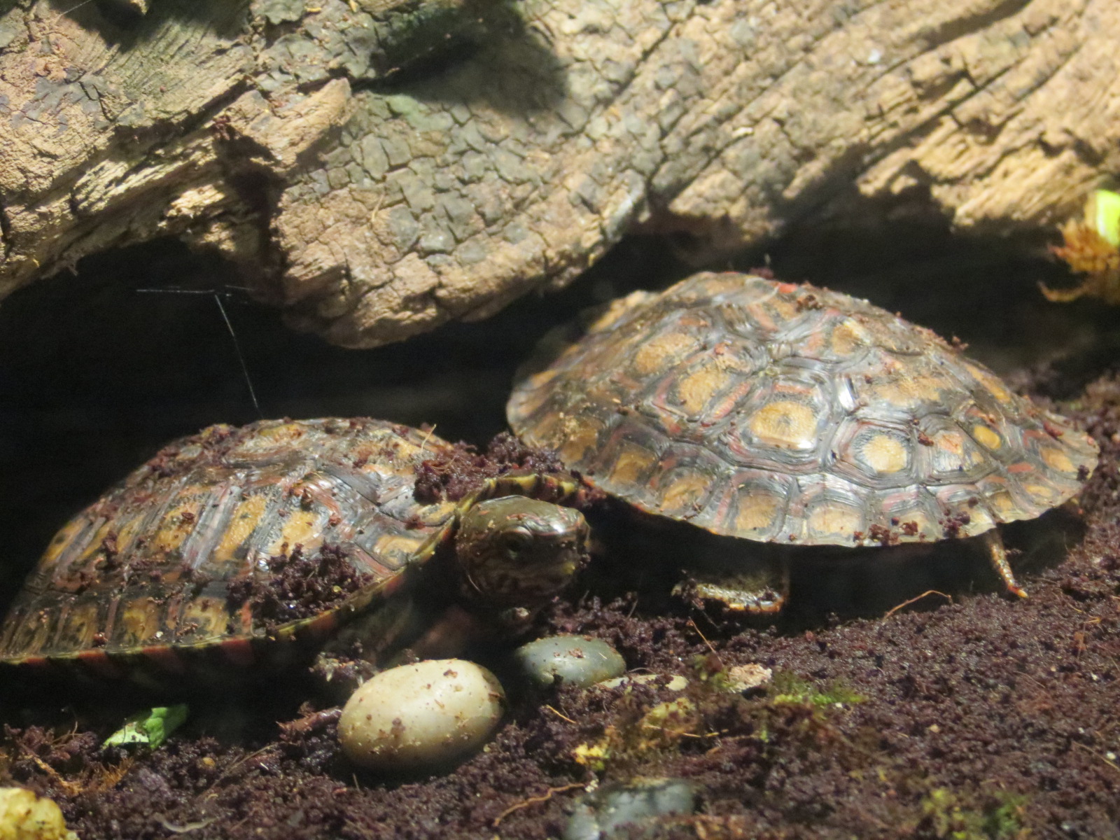 Mundo Maya - Unsigned Exhibit