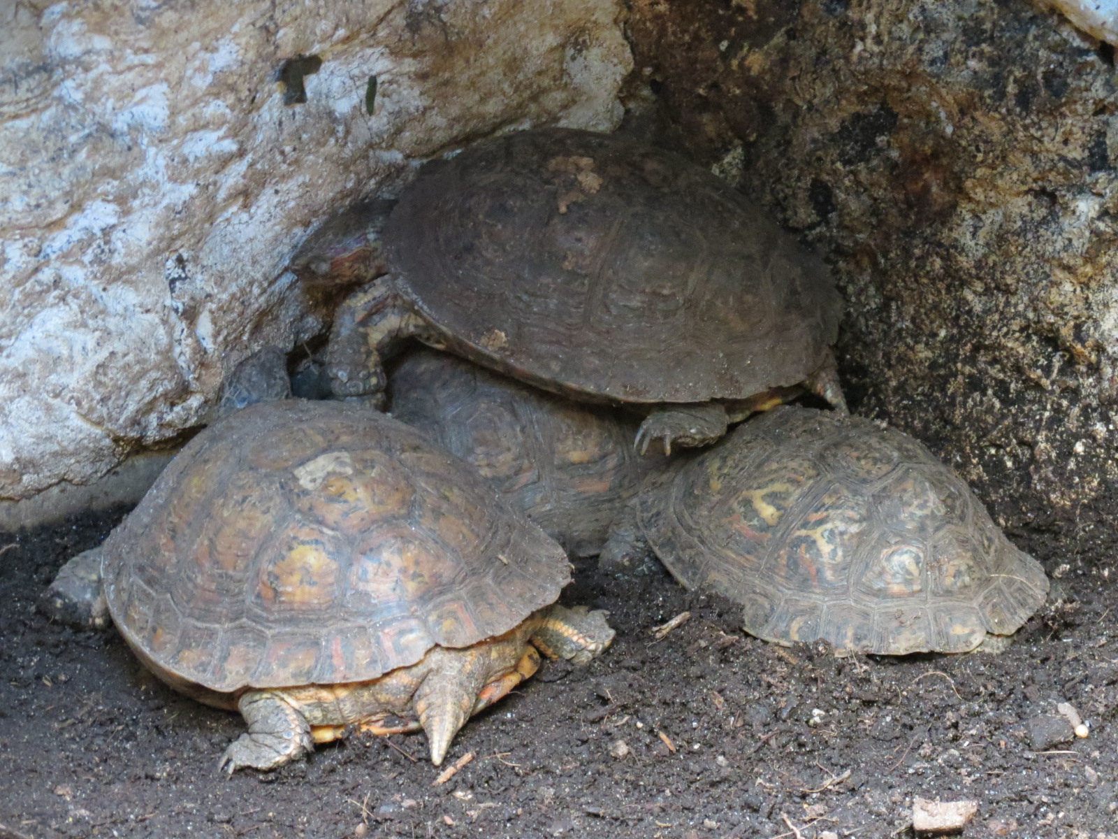 Mundo Maya - Unsigned Tortoise Exhibit