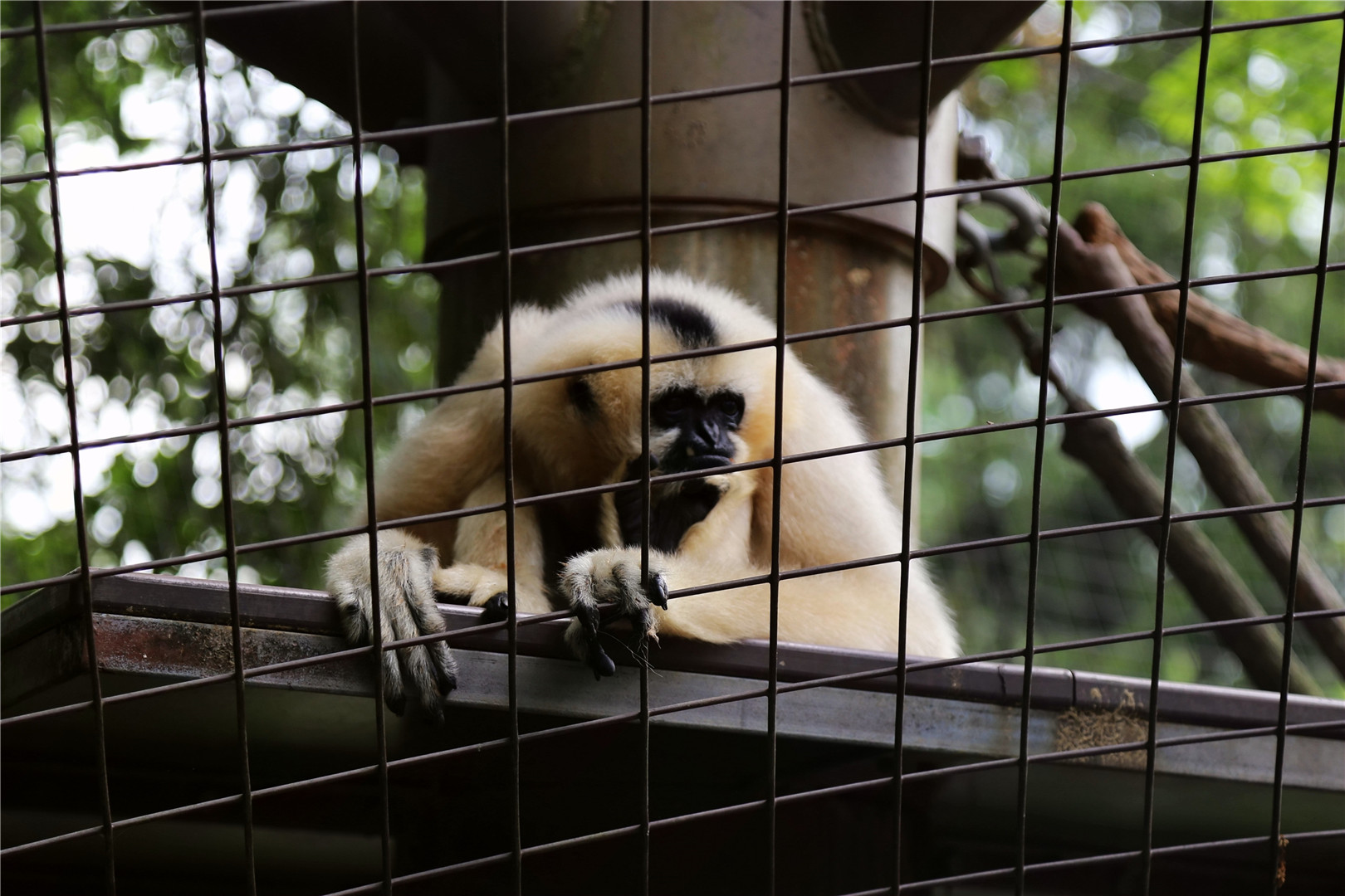 Muneca the gibbon (1967-2018.9.28)