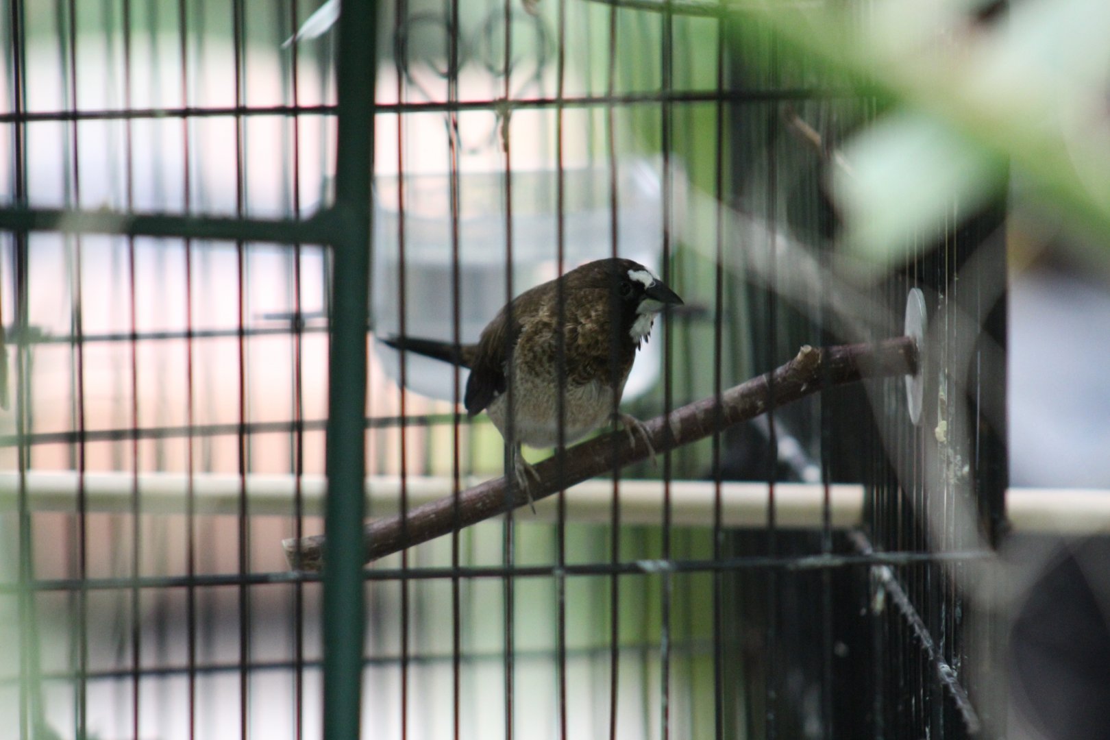 Munia - Magic Wings Butterfly Conservatory