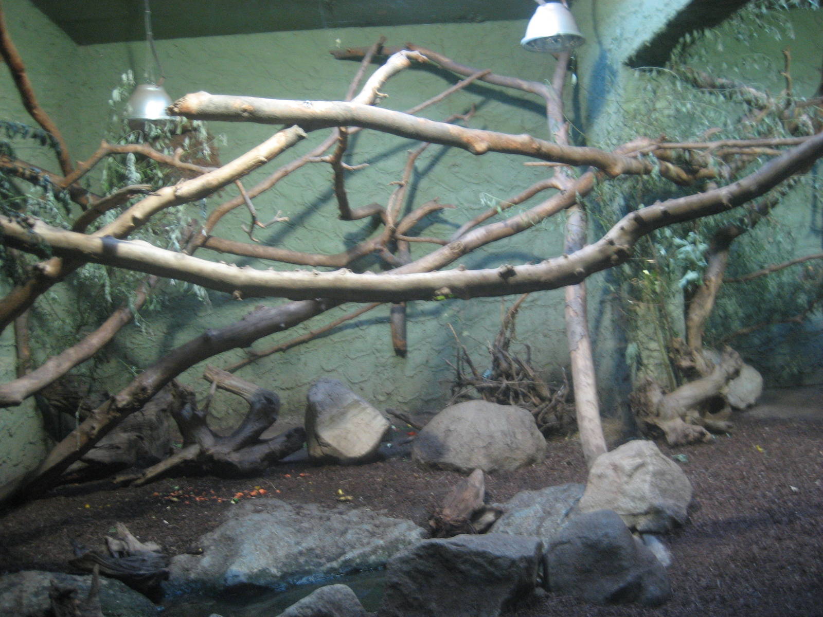 Munich Zoo - Agouti/Hutia exhibit