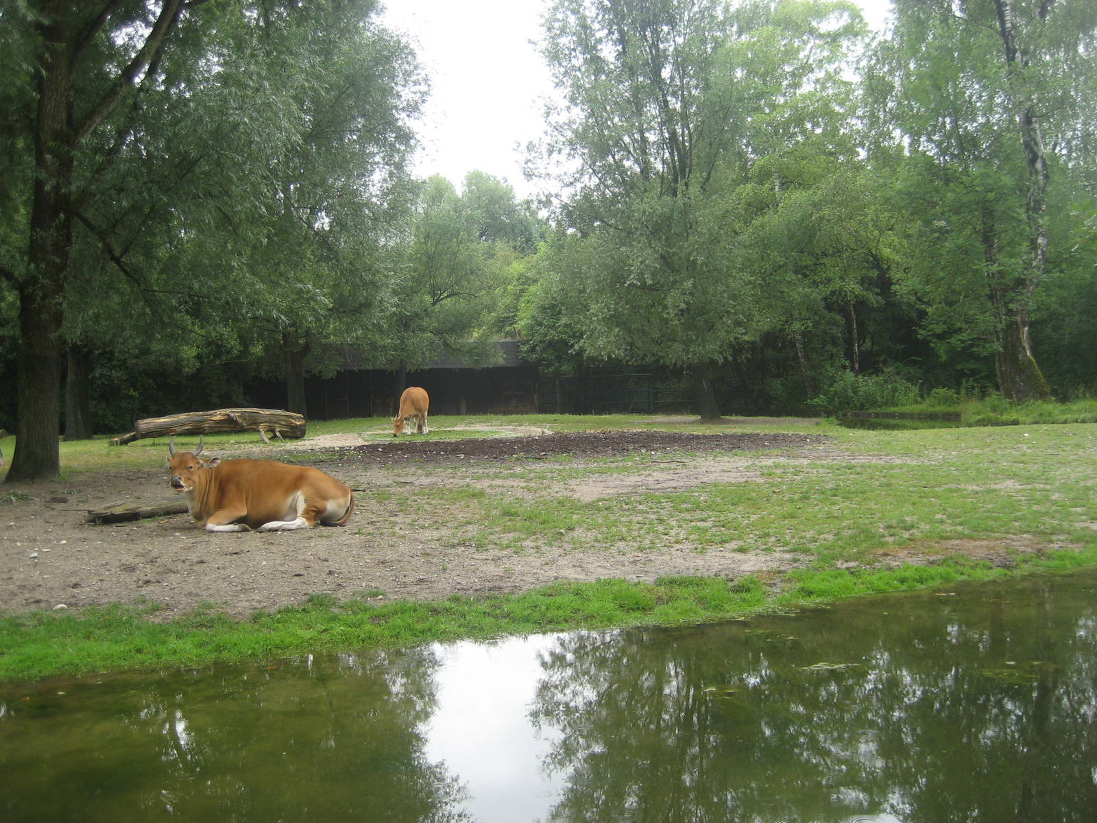 Munich Zoo - Banteng exhibit