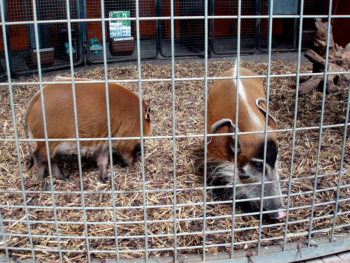 Munich Zoo - Bush pigs