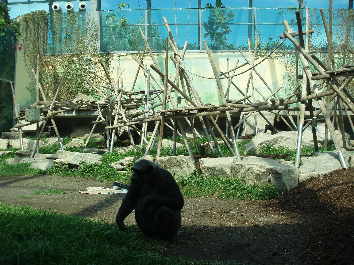 Munich Zoo - Chimpanzee exhibit