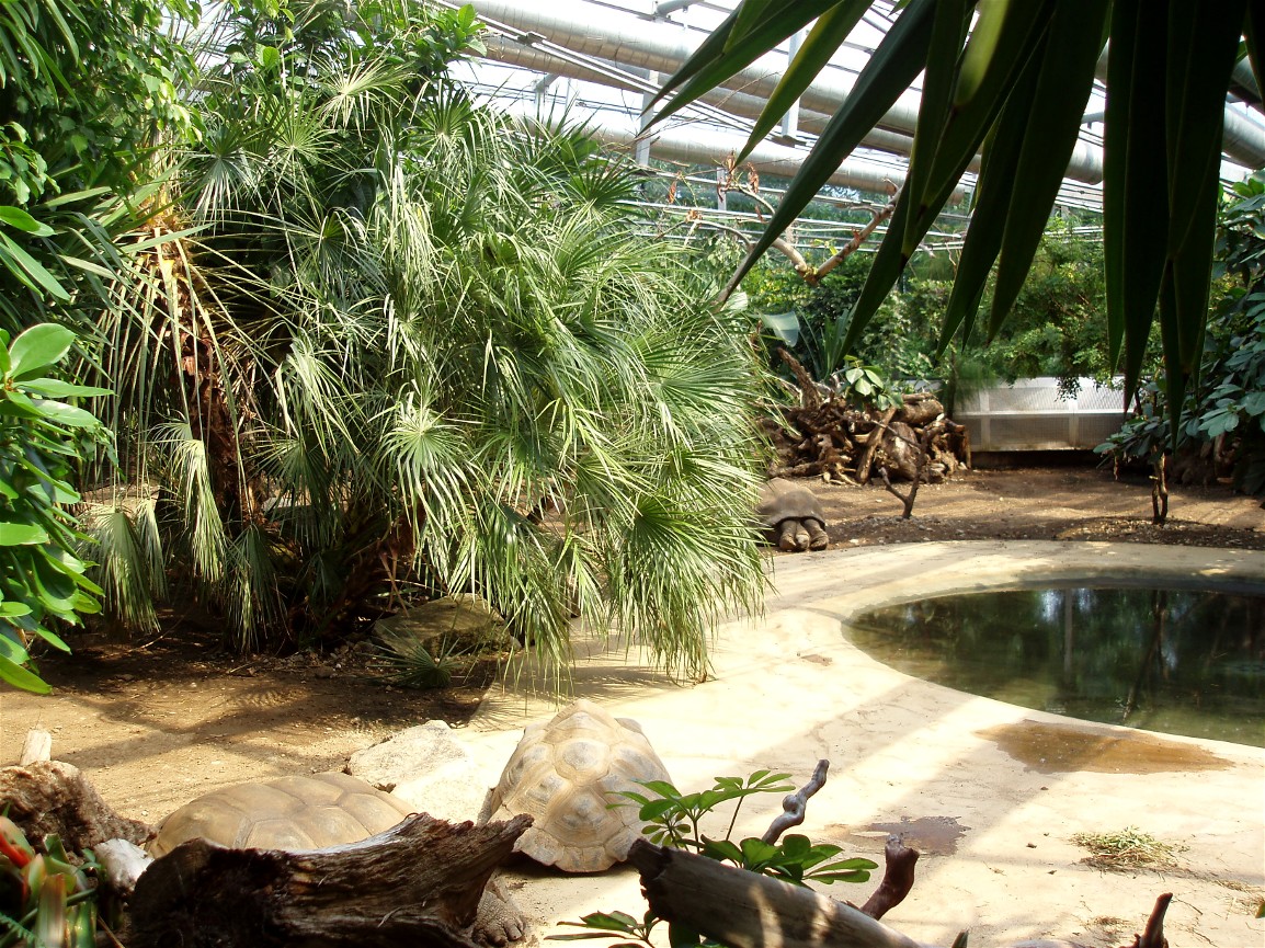 Munich Zoo - Giant Tortoise House