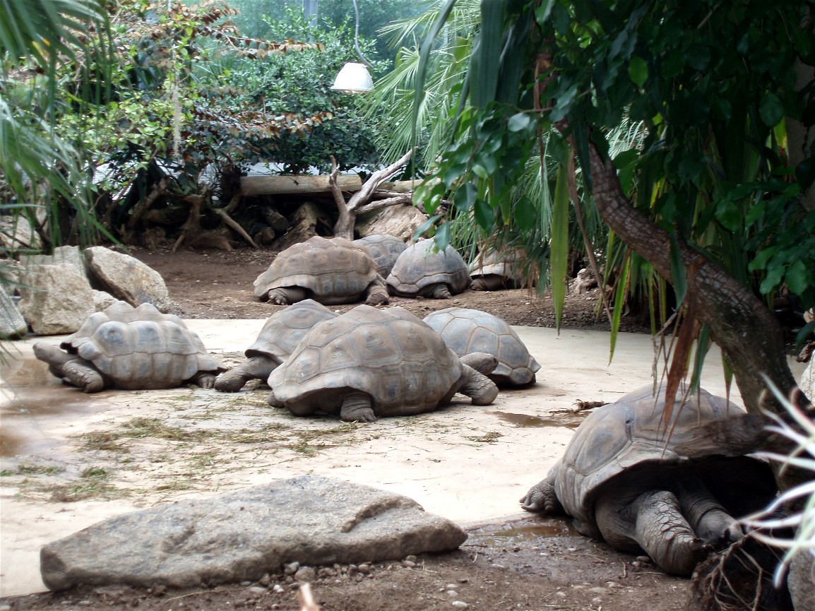 Munich Zoo - Giant tortoises