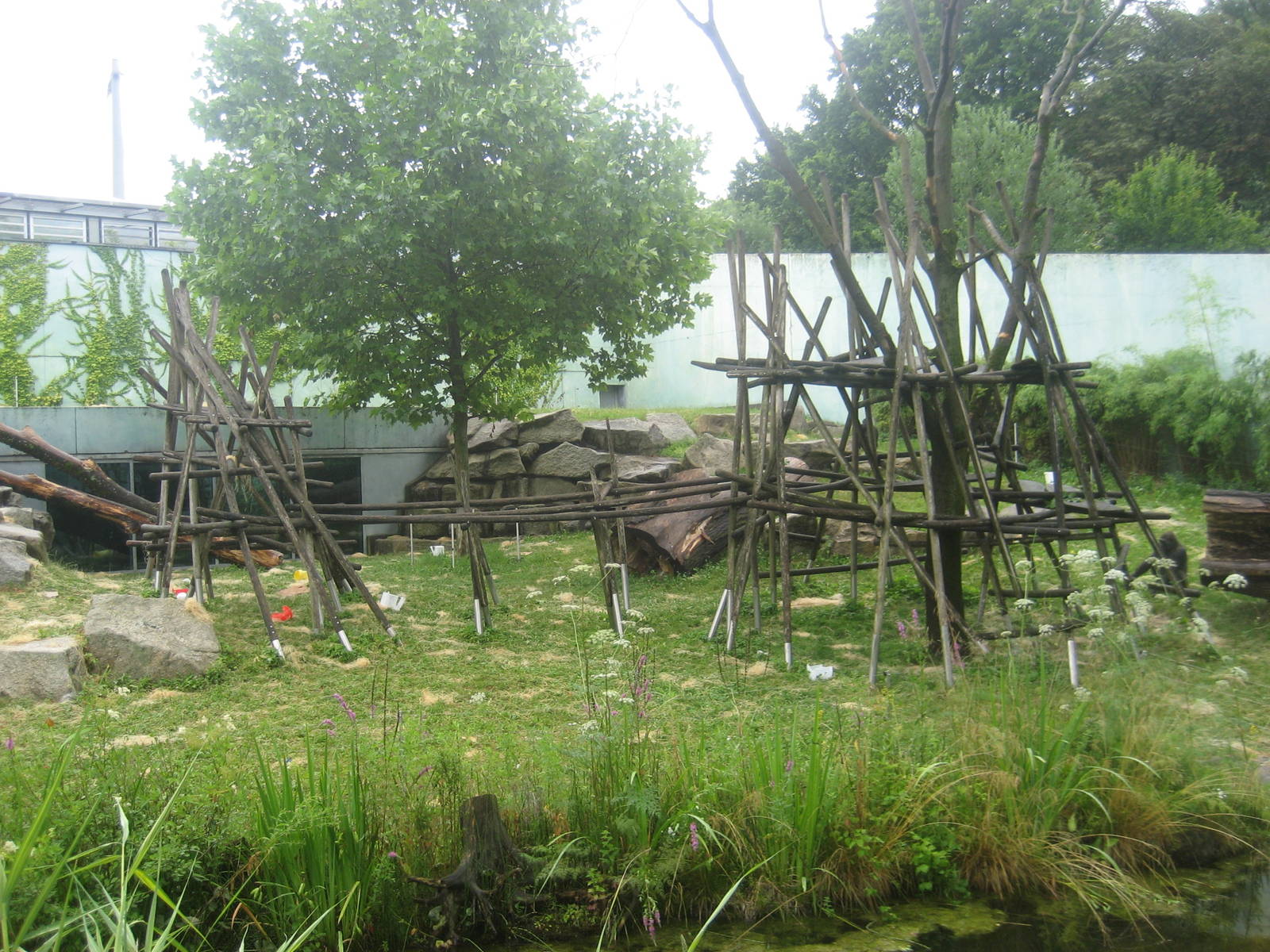 Munich Zoo - Gorilla outdoor exhibit