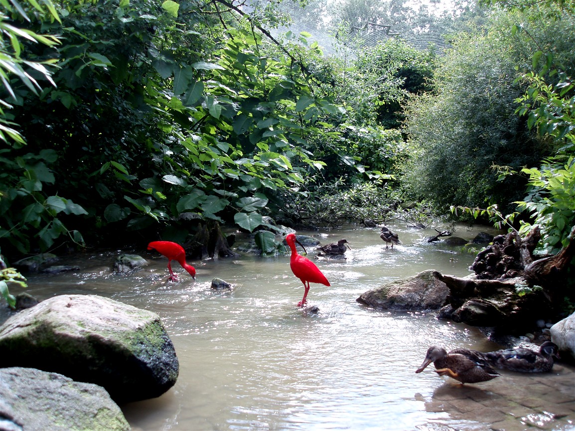 Munich Zoo - Great Aviary