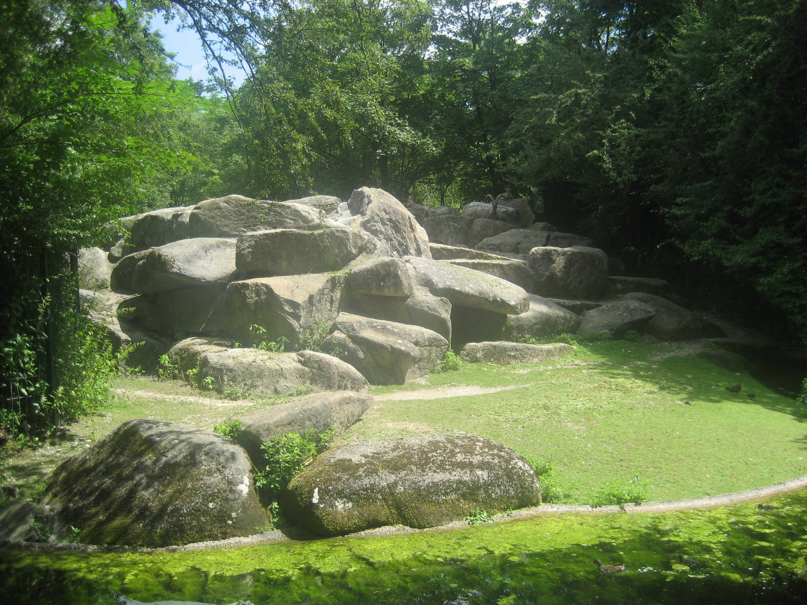Munich Zoo - Ibex exhibit