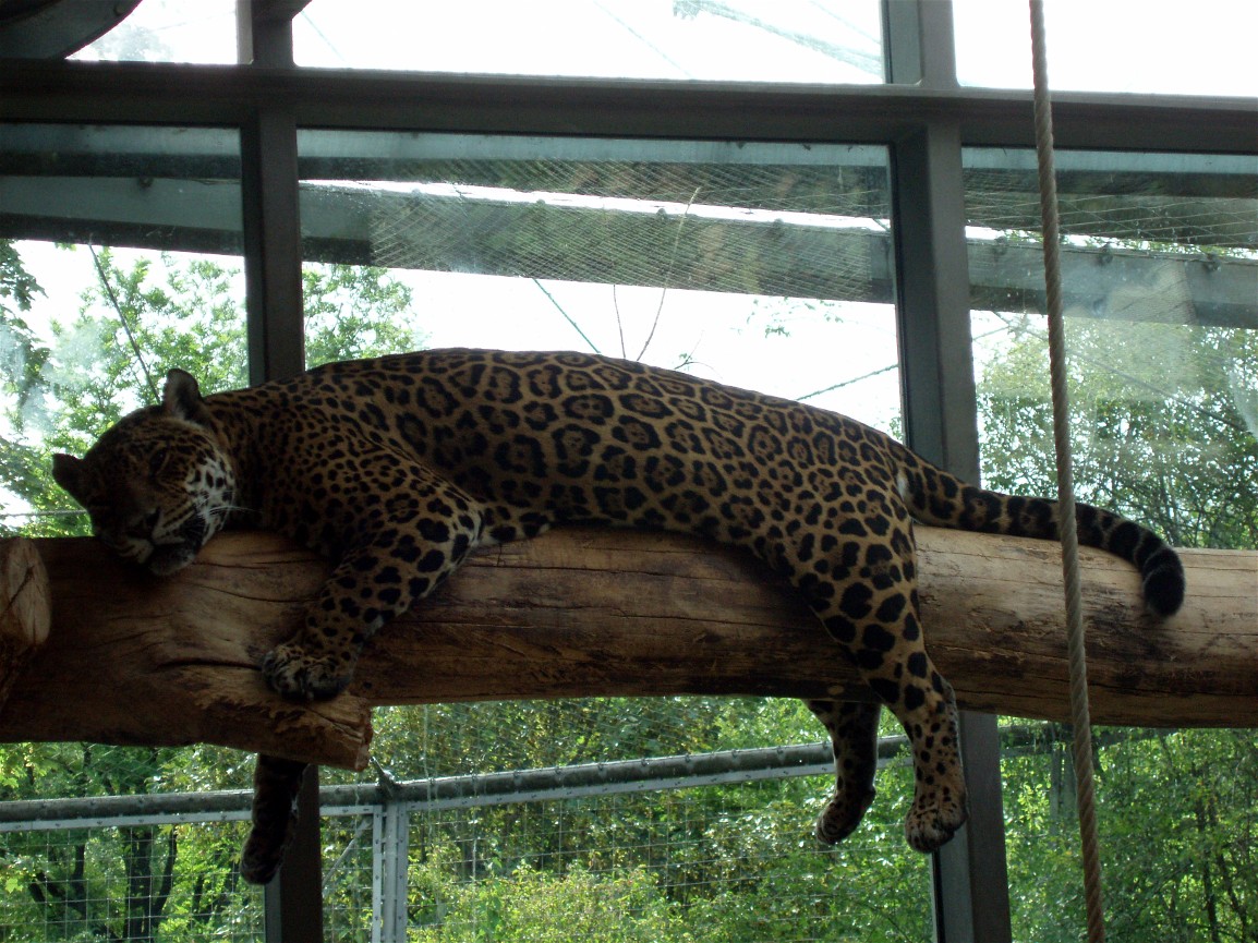 Munich Zoo - Jaguar