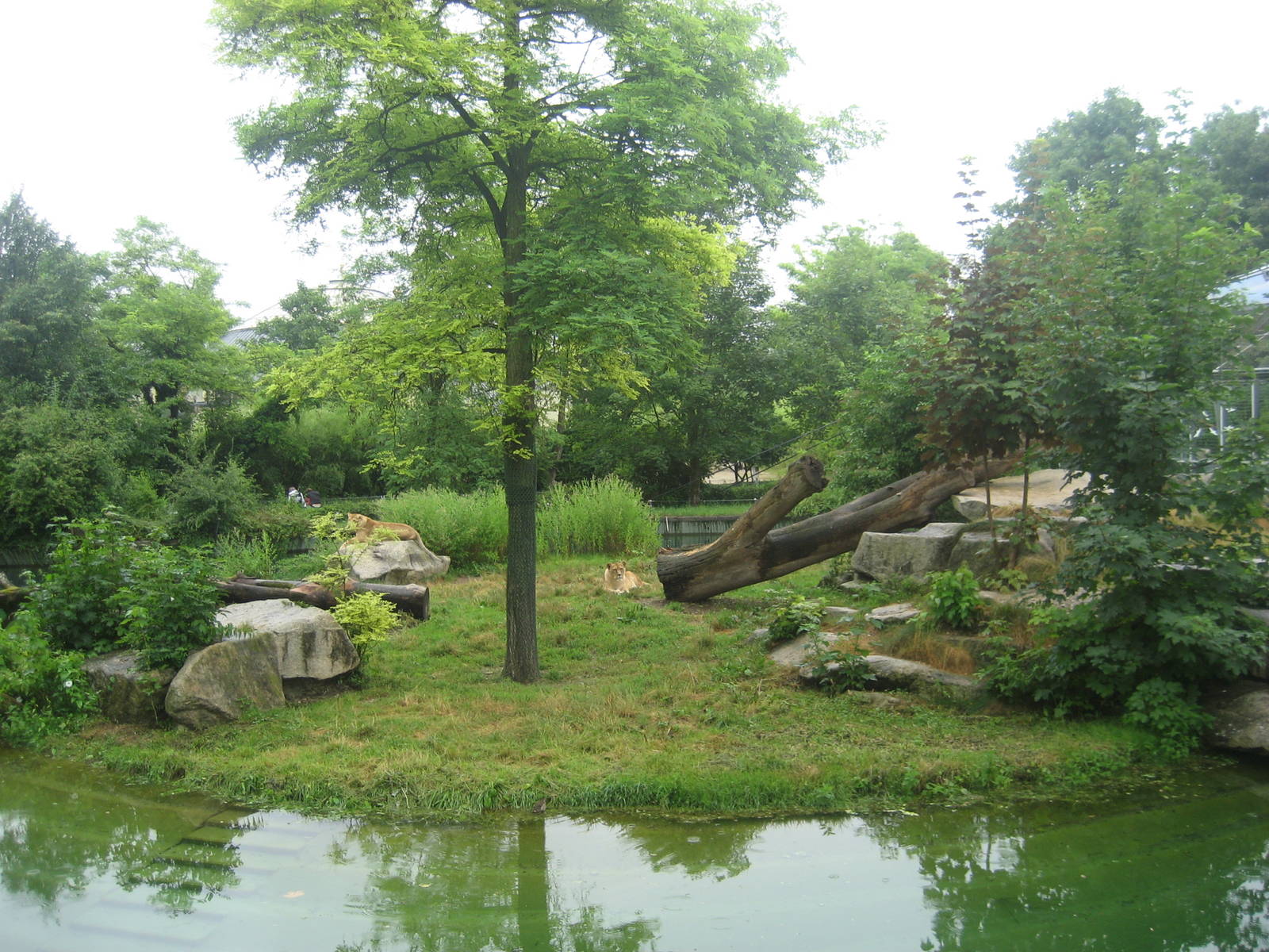 Munich Zoo - Lion exhibit
