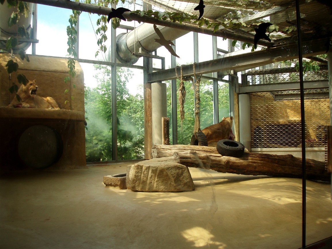 Munich Zoo - Lion exhibit