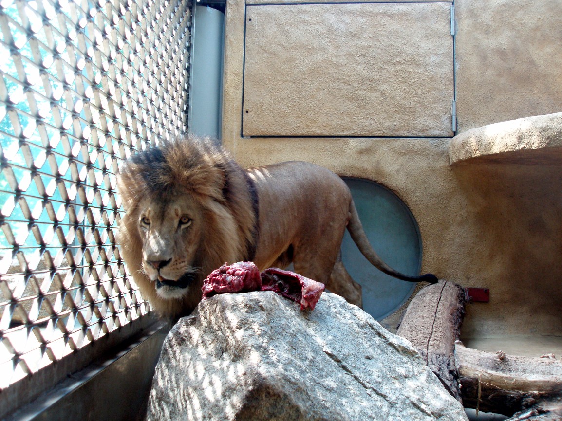 Munich Zoo - Lion exhibit