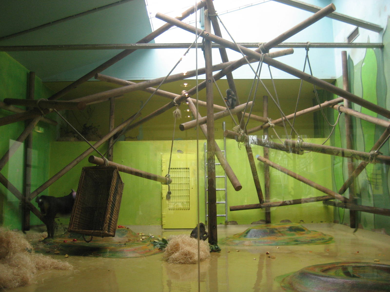 Munich Zoo - Mandrill exhibit