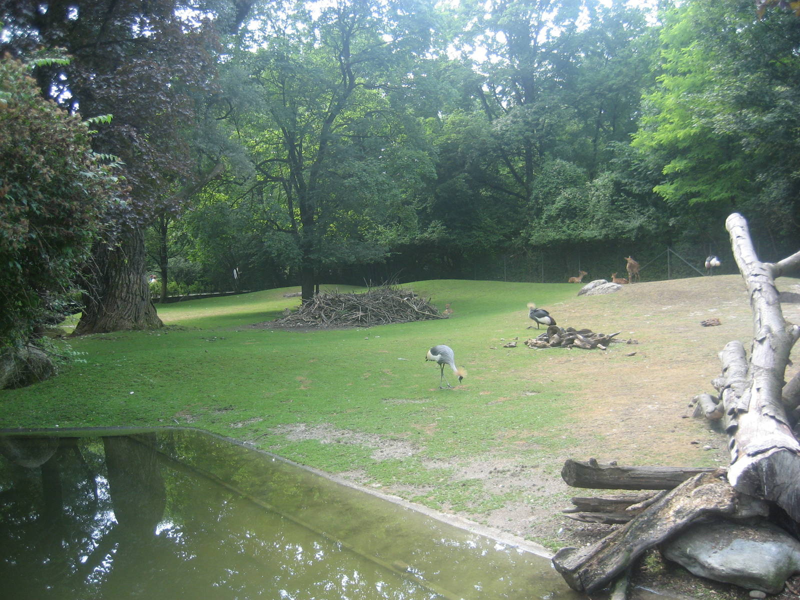 Munich Zoo - Nyala exhibit