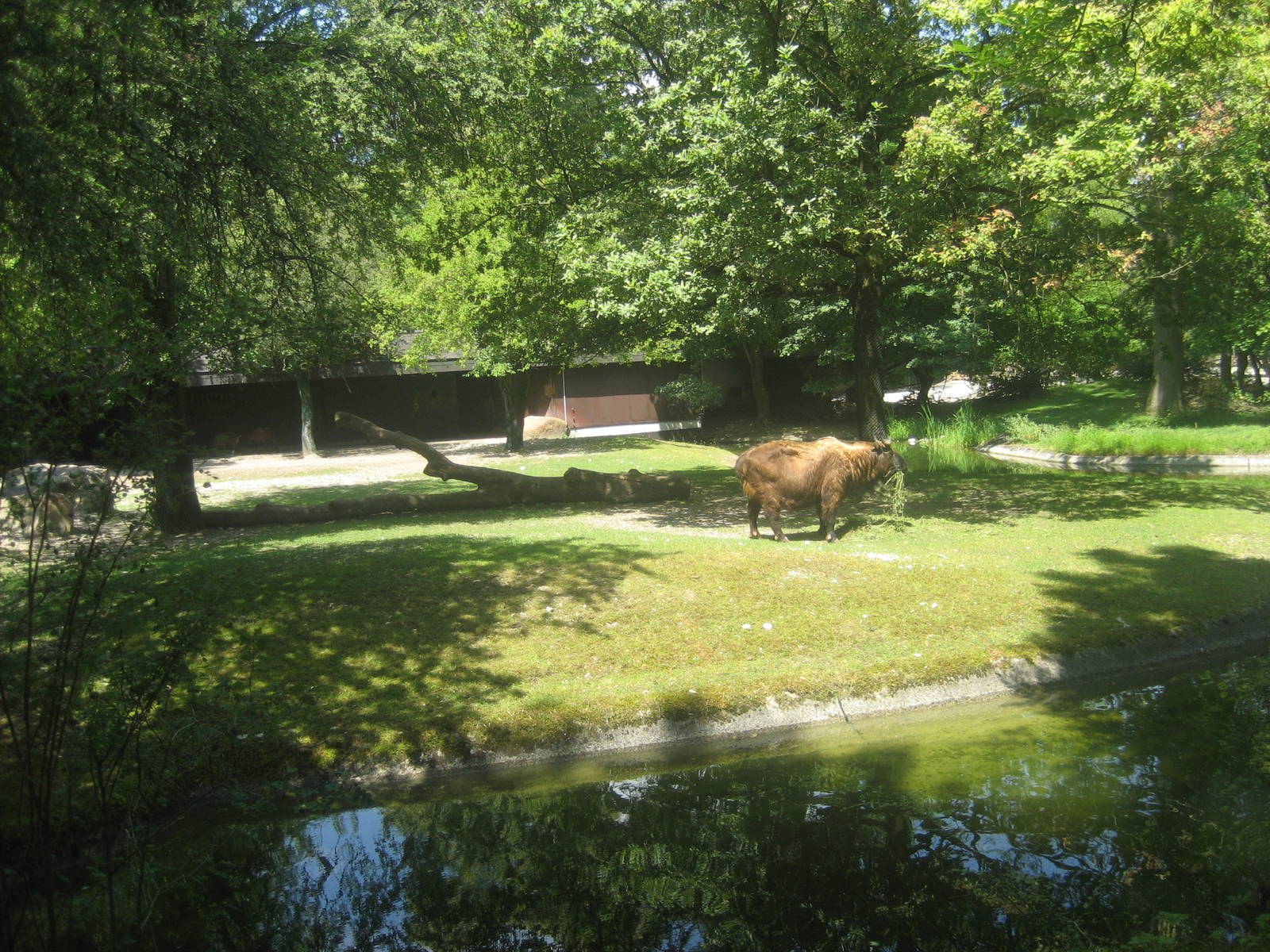 Munich Zoo - Takin exhibit