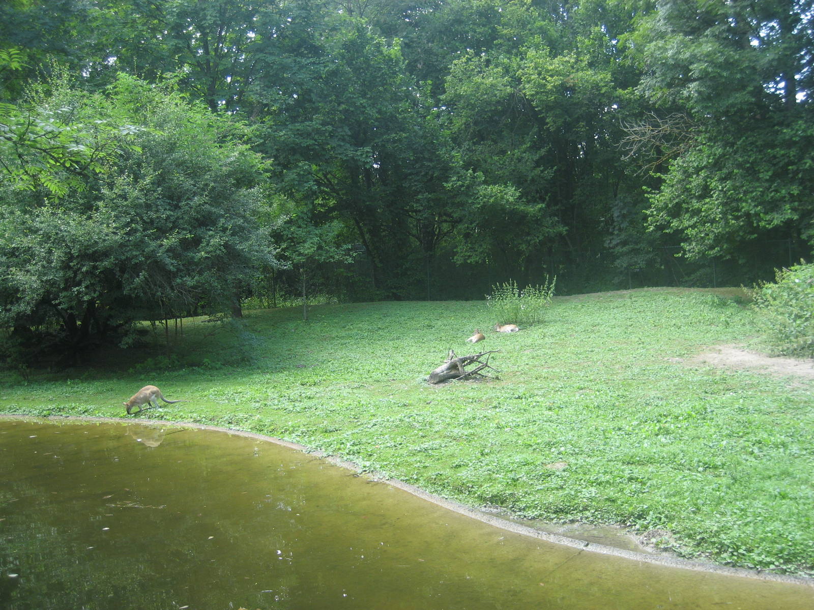 Munich Zoo - Wallaby exhibit