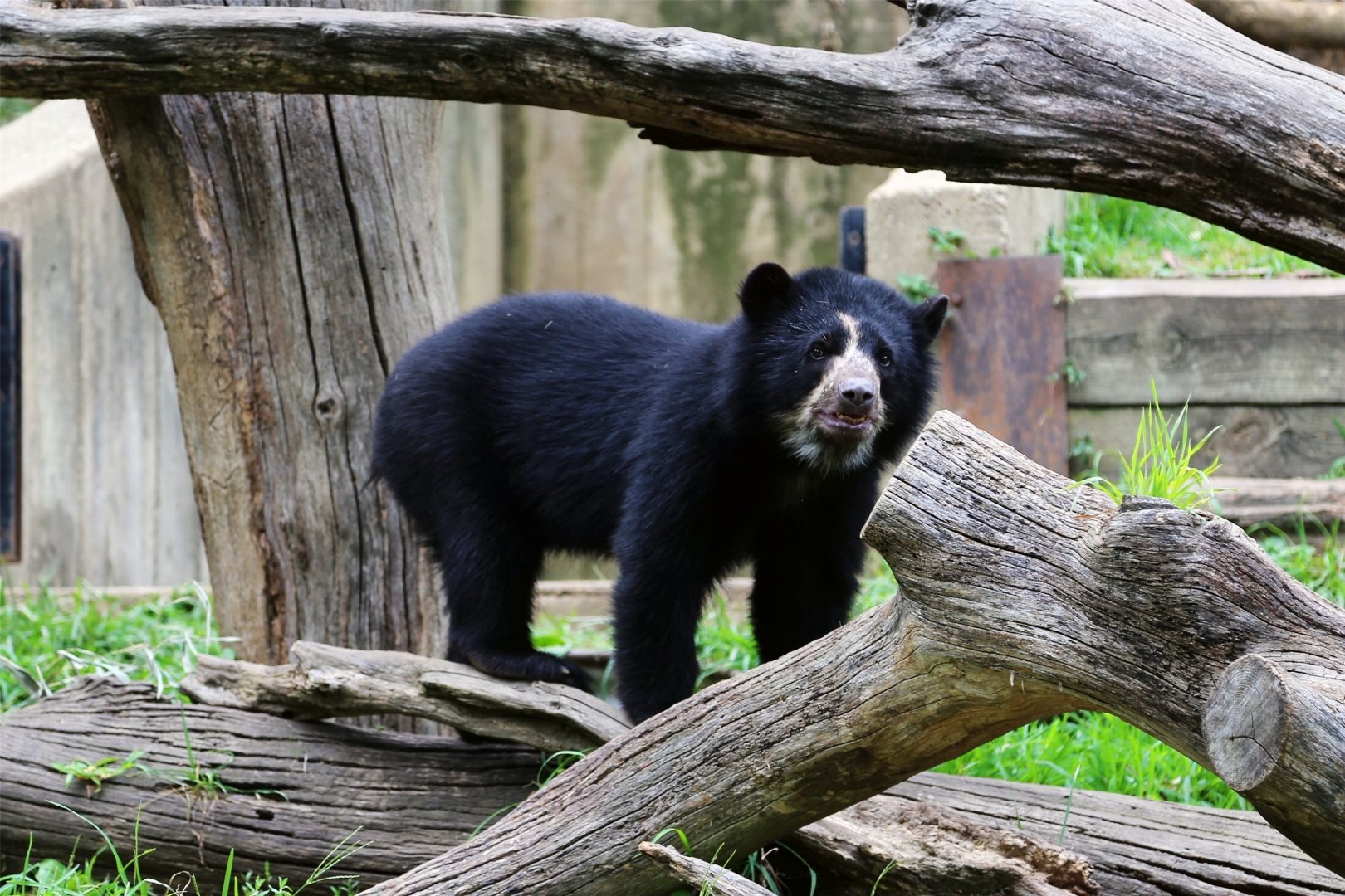Muniri the Spectacled Bear, July 2015