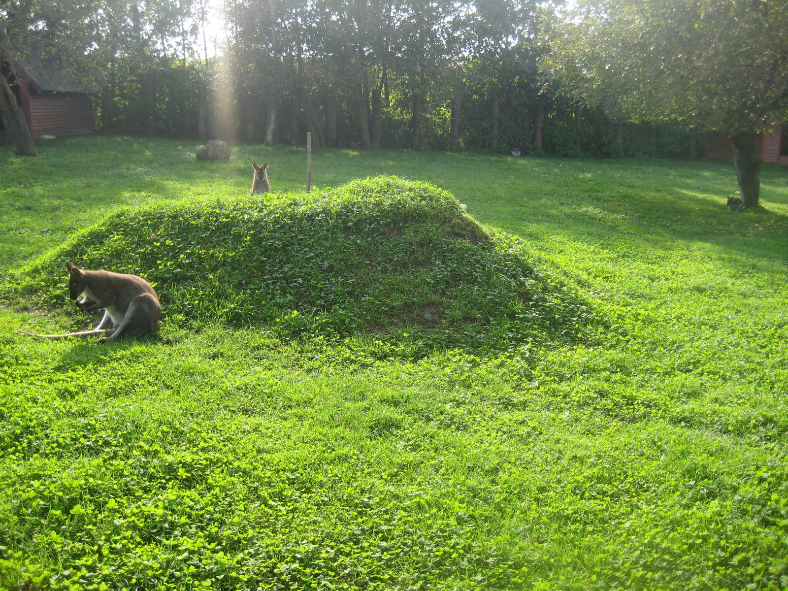 Munkholm Zoo - Bennett's wallaby exhibit