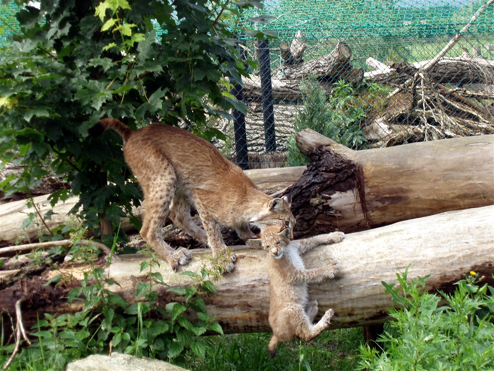 Munkholm Zoo - Bobcats