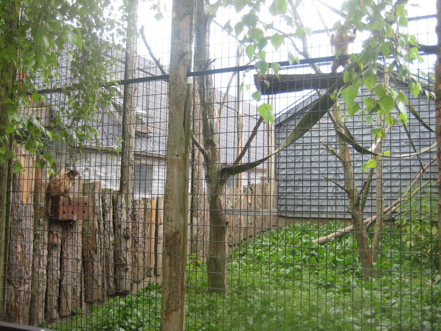 Munkholm Zoo - Capuchin monkey exhibit