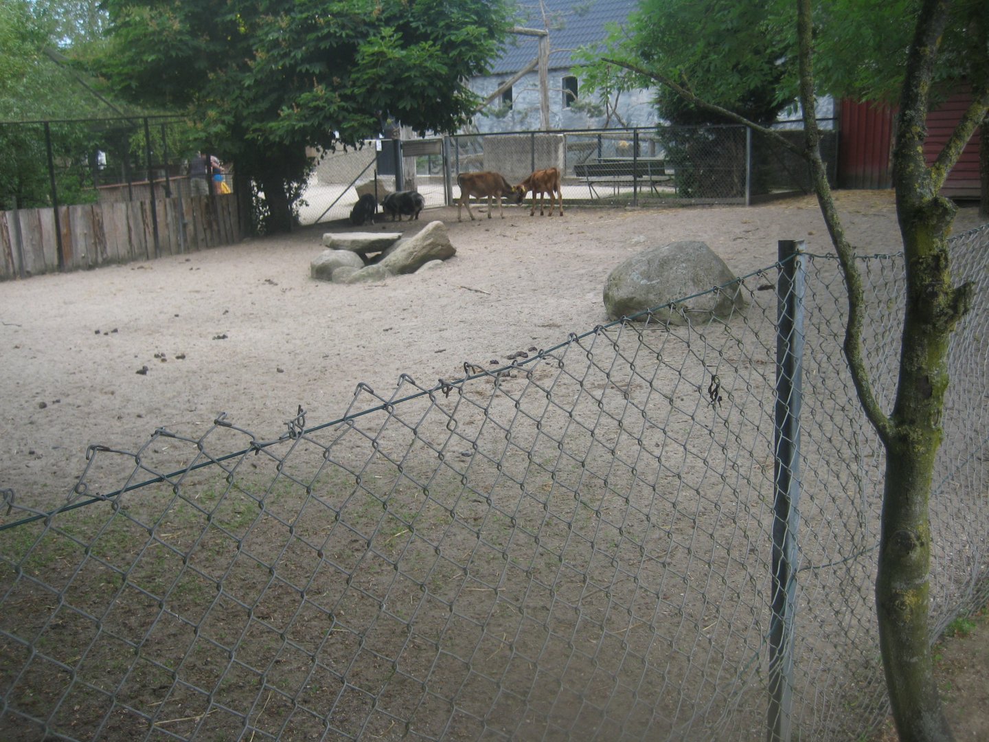 Munkholm Zoo - Cattle/pig exhibit