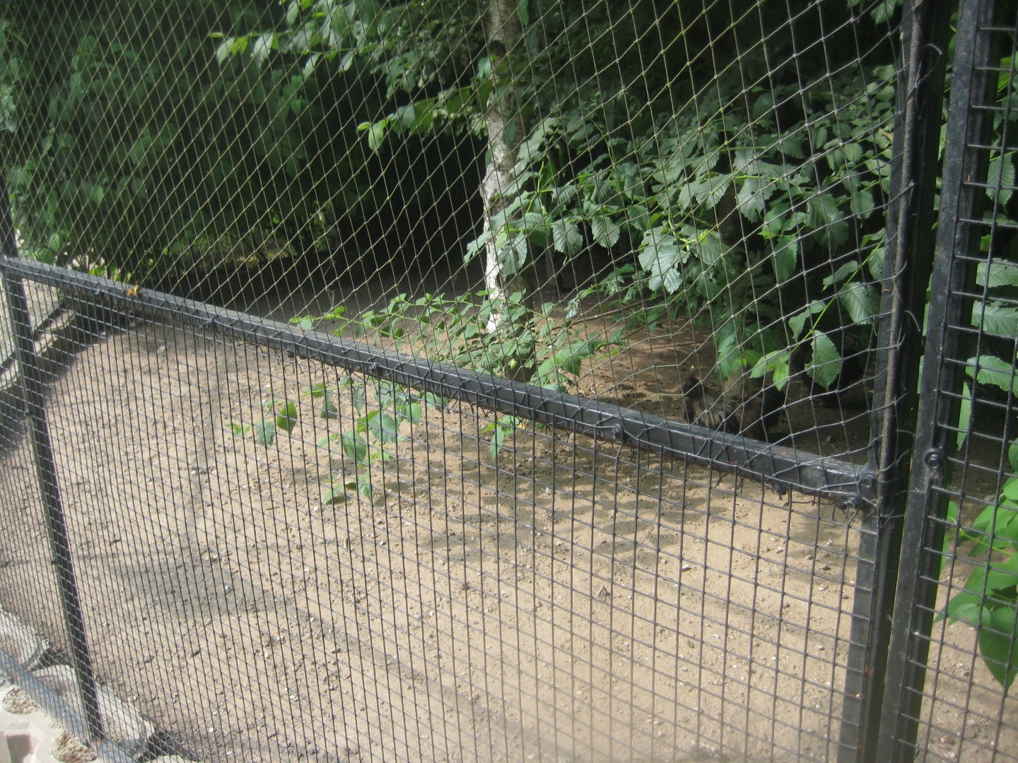 Munkholm Zoo - Chicken/pigeon aviary