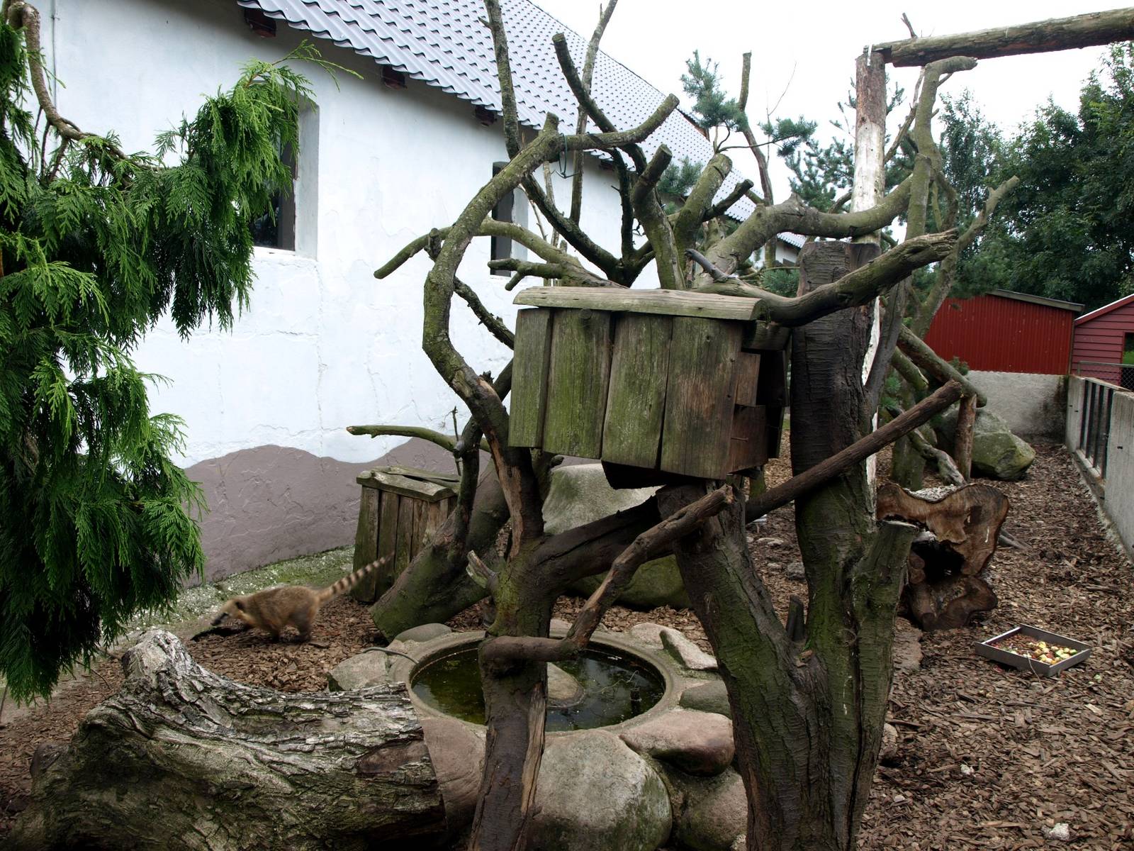 Munkholm Zoo - Coati exhibit