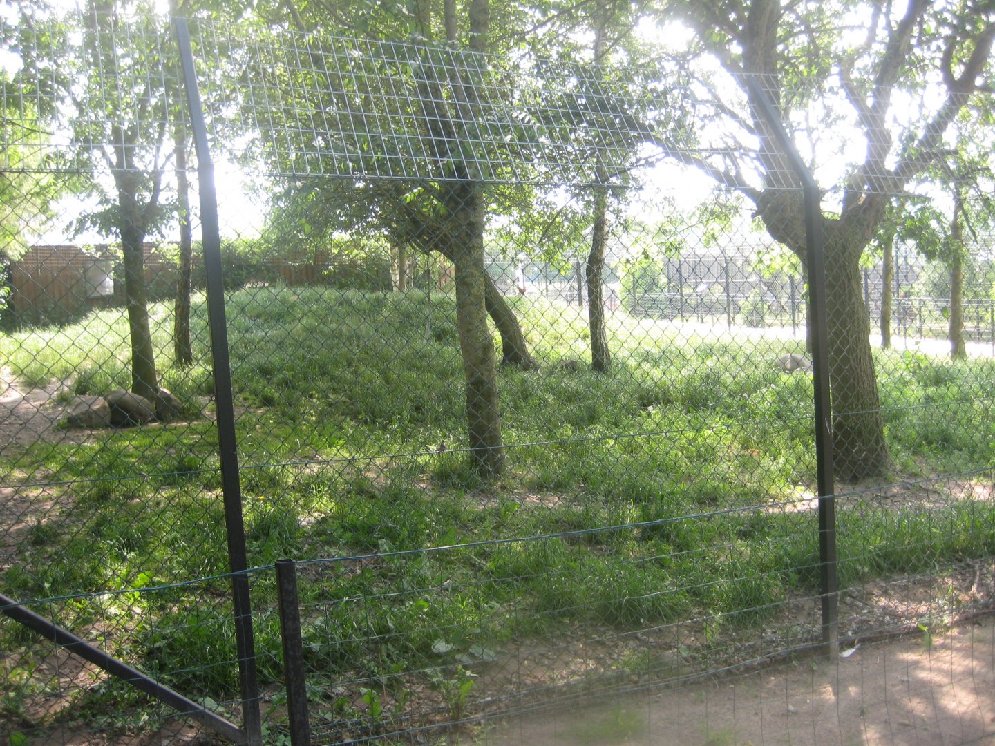 Munkholm Zoo - Dhole exhibit