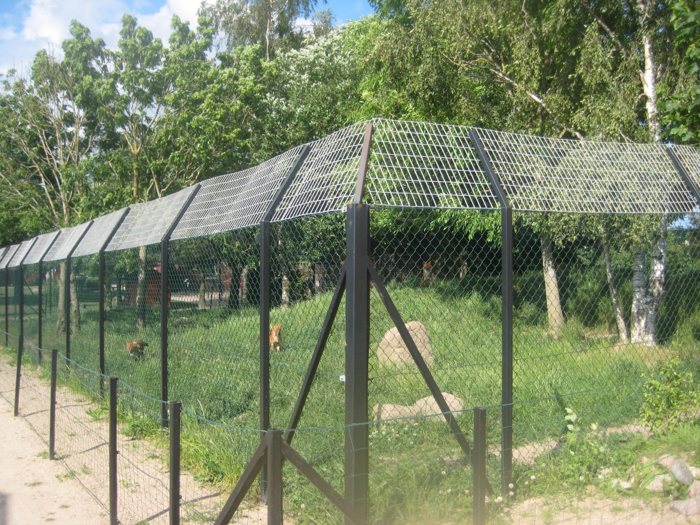 Munkholm Zoo - Dhole exhibit