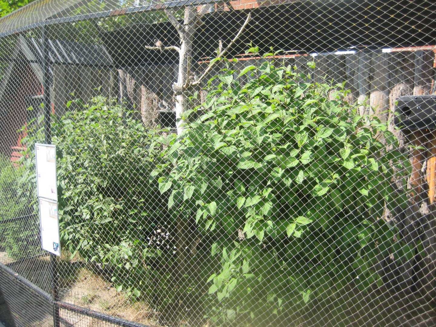 Munkholm Zoo - Dove aviary