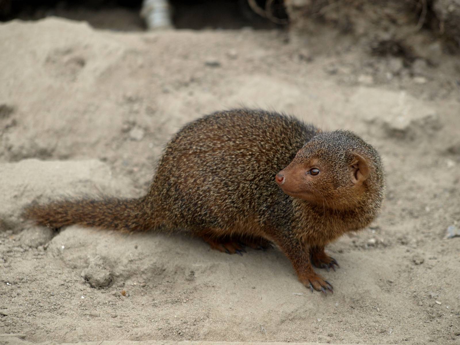 Munkholm Zoo - Dwarf mongoose