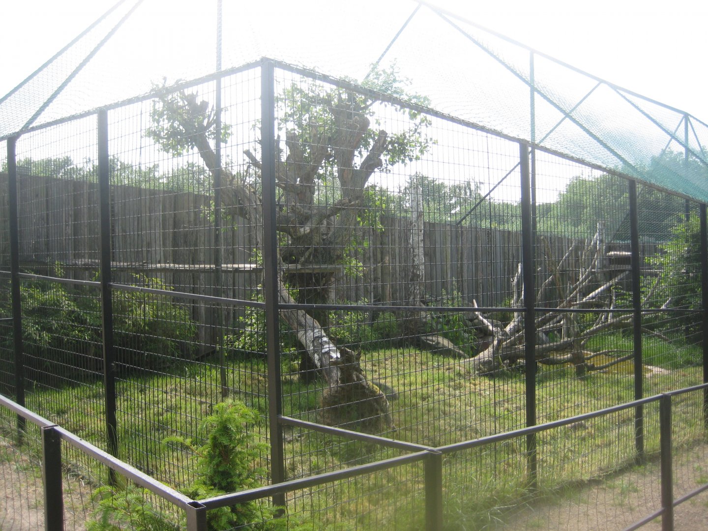 Munkholm Zoo - Fishing cat exhibit