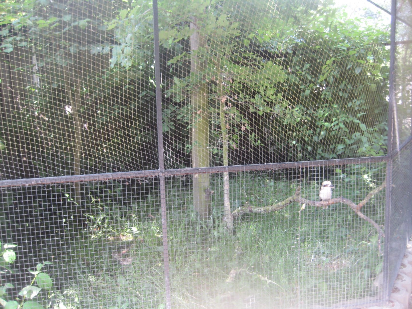 Munkholm Zoo - Kookaburra aviary