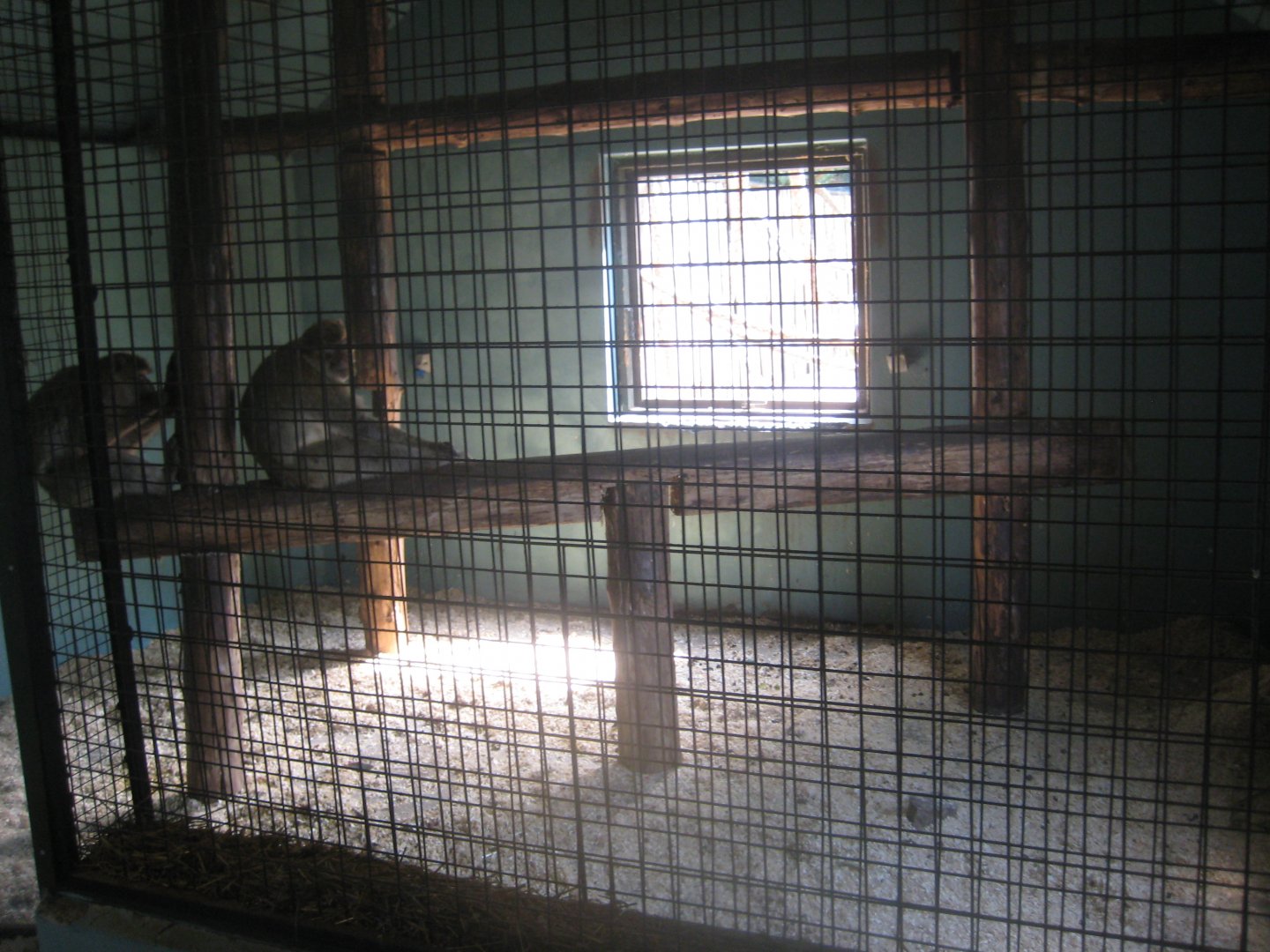 Munkholm Zoo - Macaque exhibit (indoors)