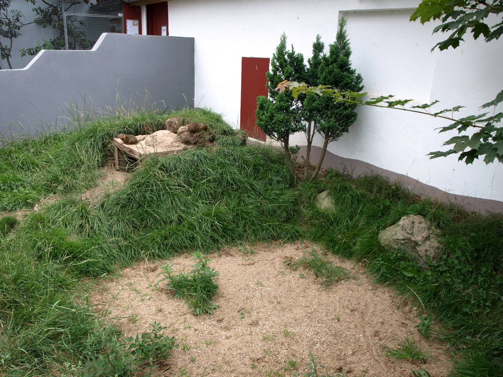 Munkholm Zoo - Mongoose exhibit