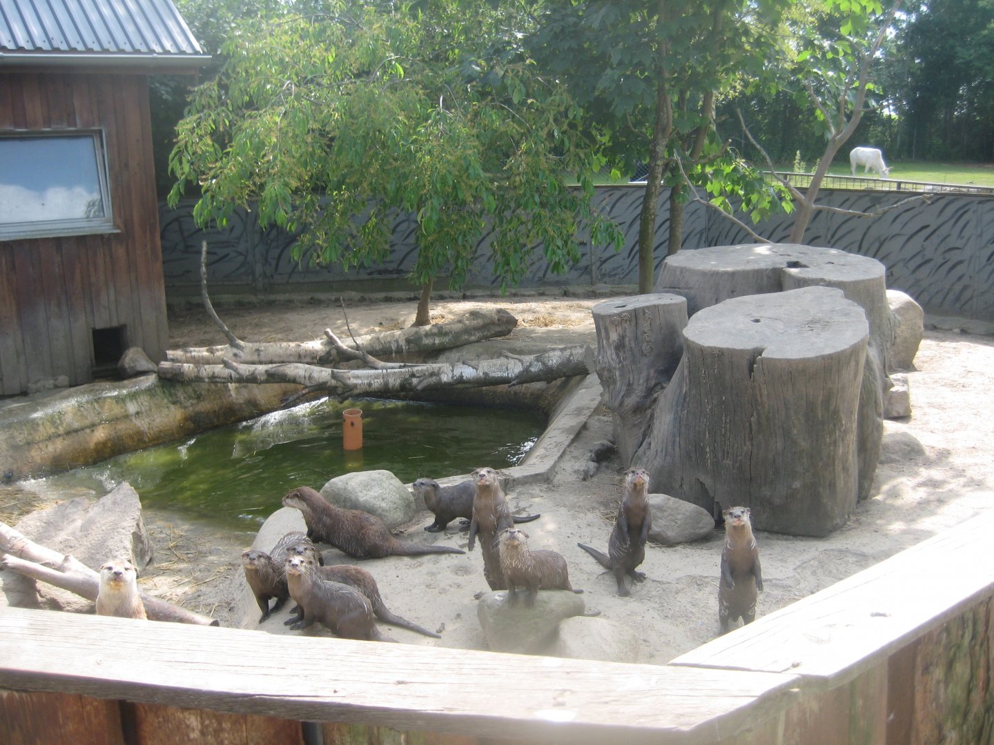 Munkholm Zoo - Otter exhibit