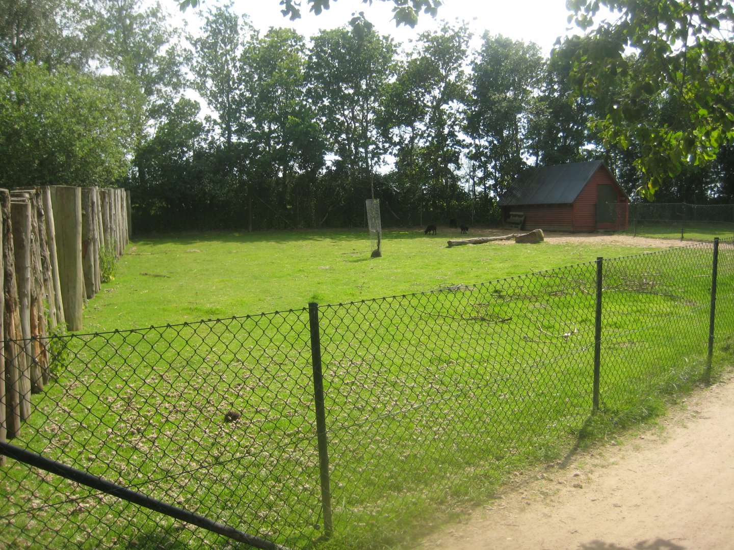 Munkholm Zoo - Ouessant sheep exhibit