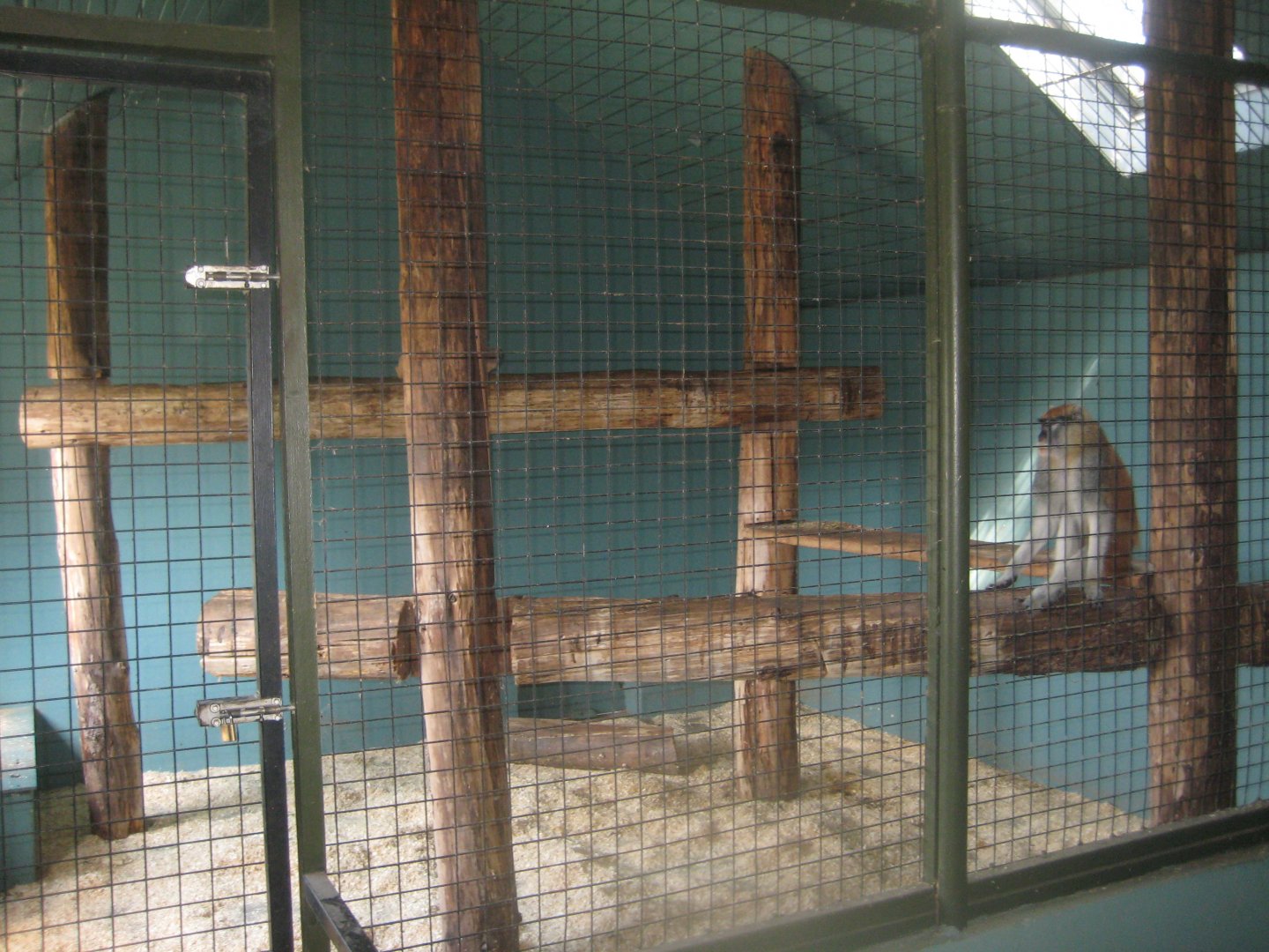 Munkholm Zoo - Patas monkey exhibit (indoors)