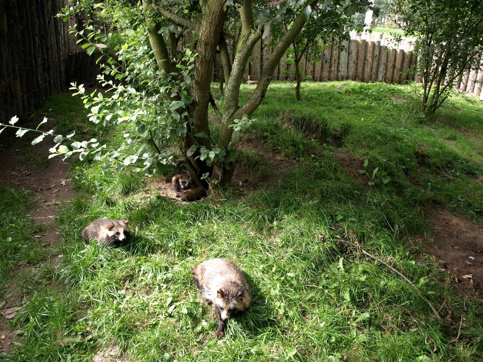 Munkholm Zoo - Raccoon dog exhibit
