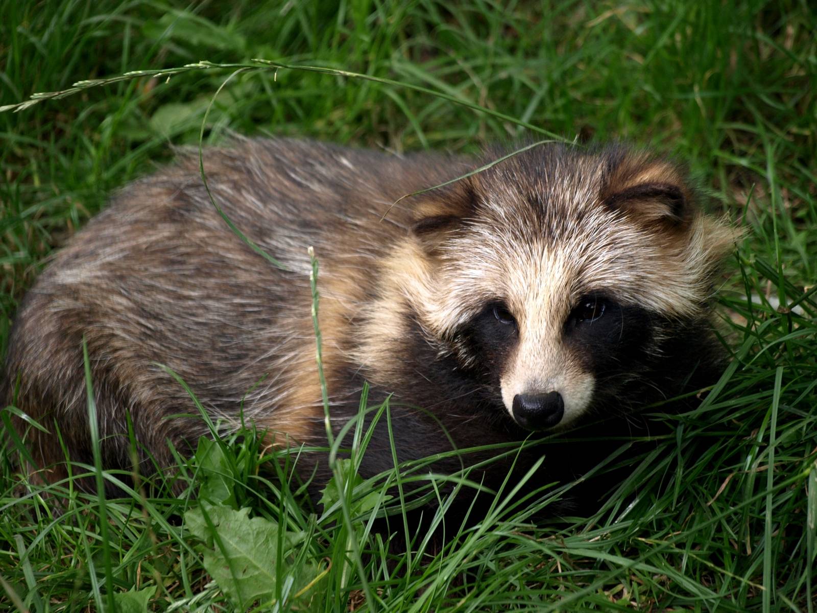 Munkholm Zoo - Raccoon dog