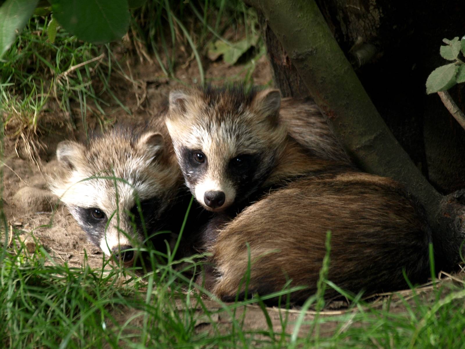 Munkholm Zoo - Raccoon dogs