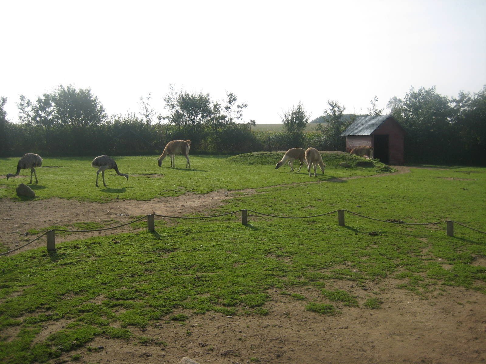 Munkholm Zoo - rhea and llama exhibit