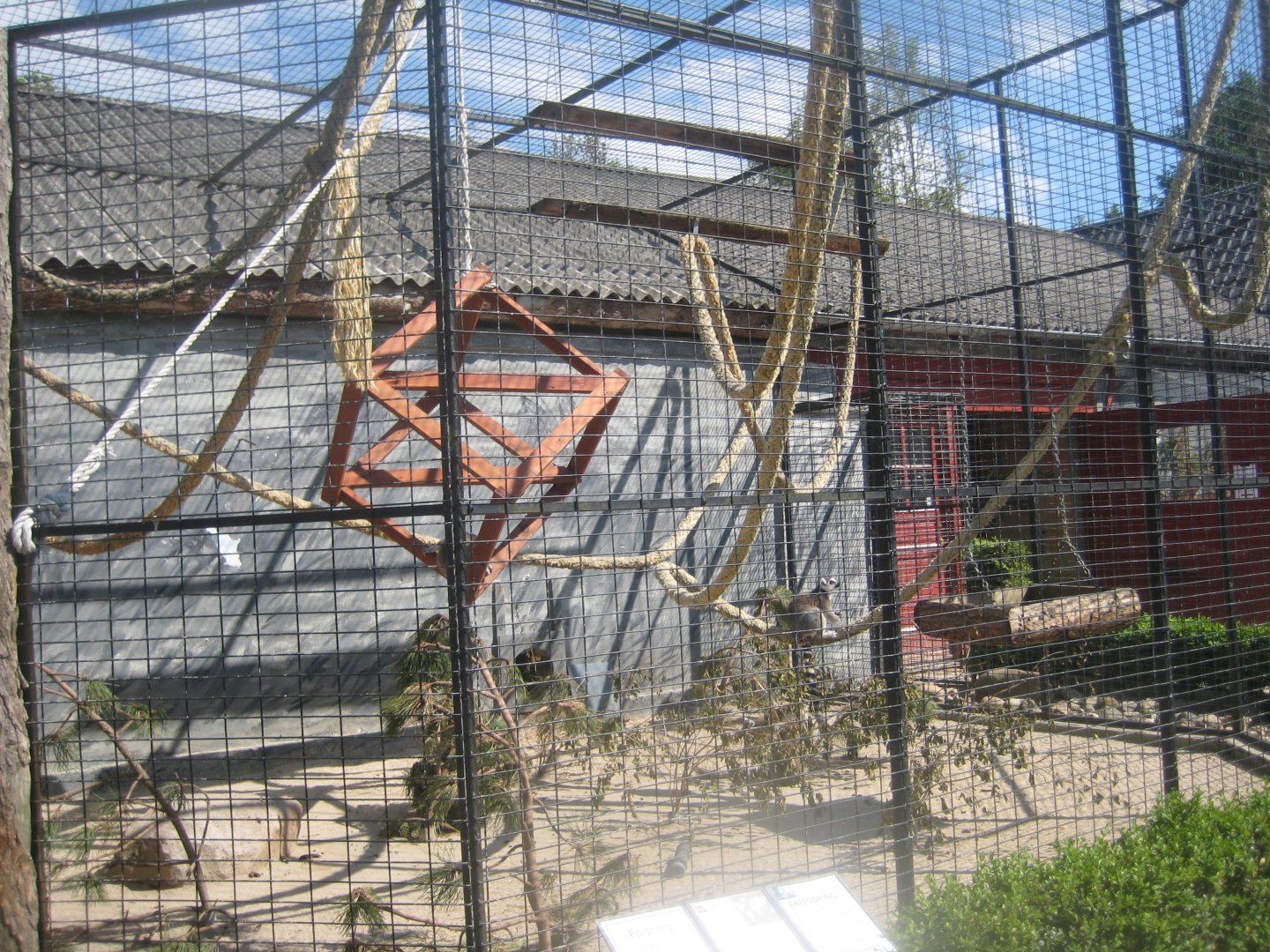 Munkholm Zoo - Ring-tailed lemur exhibit